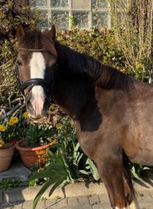 Sunshine Lylelle